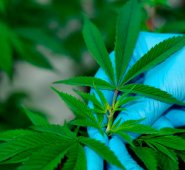 Marihuana como tratamiento. Archivo