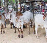 Obando y Alfredo Estévez.