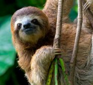 Oso perezoso. Internet