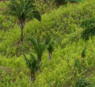 No hubo el jueves ningún acuerdo entre los magistrados de la Corte Constitucional para tomar la decisión sobre el uso del glifosato en Colombia. Se registró un empate entre cuatro togados que están de acuerdo con la ponencia del magistrado Alberto Rojas y cuatro que la rechazan. Colprensa