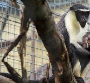 'Owabi', un cachorro de mono de dos semanas de edad de la familia Cercopithecus roloway, una de las 25 especies de primates más amenazadas del mundo, con su madre 'Nyaga'.
AFP
