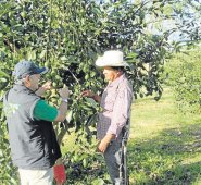 Cifras del Ministerio de Comercio señalan que Colombia exportó del fruto, en los primeros cinco meses del año, 47,1 millones de dólares con un aumento del 30,8%, respecto al mismo periodo del 2018. Colprensa