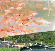 Luis Alfredo Estévez