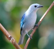 Diego Gelves / grupo Maranatha