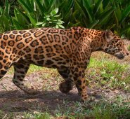 Jaguar macho con lesiones en la piel, justo sobre el lomo.  Foto: Proyecto Sebraba.