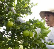 Los cítricos infectados con HLB no afectan la salud humana, sin embargo, la enfermedad es considerada la más destructiva para este tipo de plantas y hasta el momento no existe una cura comprobada. Archivo