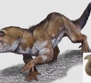 Los investigadores piensan que la especie debió alimentarse de insectos y animales más pequeños. Captura de video