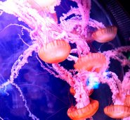 Acuario de París.  AFP