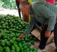 Desde hace tres años, las 35 familias asociadas empezaron un trabajo arduo para mejorar sus estándares de producción y hoy ven recompensados todos sus esfuerzos. Cortesía