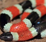 Los venenos de las serpientes del género Micrurus han sido poco estudiados por la dificultad para recolectarlos y mantenerlos.
Universidad Nacional de Colombia