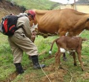 La iniciativa busca mejorar la raza del ganado bovino en la región para aumentar la producción de leches. Archivo
