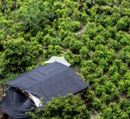 "El problema es que entre más se erradica, más se siembra", según el experto Rodolfo Correa. Archivo