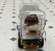 El mayor descubrimiento de esta iniciativa es la posibilidad de abrir nuevos caminos para tratar a personas que sufren de condiciones mentales.
 AFP