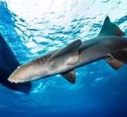 Entre las especies que se permiten cazar mediante pesca artesanal están el tiburón sedoso, puntas negras, sarda, zorro de anteojos, tigre y martillo. Archivo