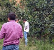 El aguacate Lorena y choquette, producido en la provincia de Ocaña, también llega al interior del país y puede exportarse.
Cortesía
