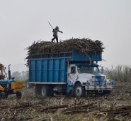 Brasil, mayor productor de caña de azúcar del mundo, dedicó en 2018 más de 10 millones de hectáreas a ese plantío.
 Archivo