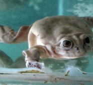 Esta especie, que puede medir entre 35 y 40 cm y pesa 800 g en promedio, se caracteriza por tener la cabeza redondeada, su frente ancha y aplanada, con una piel suave y holgada que cuelga con pliegues desprendidos. AFP