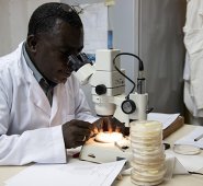 La infección con virus Zika, el dengue, el chikungunya y la fiebre amarilla son cuatro enfermedades transmitidas al hombre por la misma especie de mosquito, el llamado Aedes aegypti. AFP