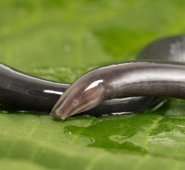 Nueva especie de cecilia descubierta en el municipio de El Carmen de Chucurí, Santander. Felipe Villegas – Instituto Humboldt