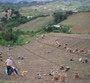 Fedeprocap es una organización de segundo nivel que trabaja con 2.230 pequeños productores de los municipios de Convención, San Calixto, el Tarra, Teorama, el Carmen, Hacarí, Sardinata, La Playa, Abrego, La Esperanza y Ocaña. Archivo