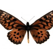 Museovirtual.csic.es