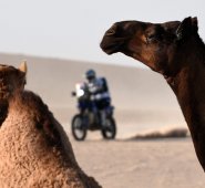 Un motociclista que participa en el Dakar 2020 pasa junto a camellos durante la etapa 10, entre Haradh y Shubaytah, en Arabia Saudita, este miércoles.
AFP
