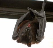 Los investigadores advierten que sus conclusiones requieren “una mayor validación". Pixebay reference