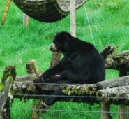 Se hace necesario que el oso se mantenga en cautiverio para su cuidado y protección, según la Corte. Archivo