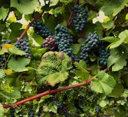 Los investigadores subrayan que las pérdidas podrían mitigarse cambiando las variedades de uvas. Pixebay reference