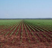 Campo cultivado con soya en Hopelchén, Campeche (México); ejemplo de agricultura intensiva que pone en riesgo la diversidad de las abejas. Foto: Eric Vides.