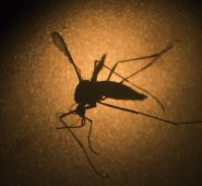 Primera vez en cinco años, Cúcuta no tiene alerta amarilla o naranja por el virus. Archivo