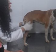 Tiqui, como fue llamado el perro rescatado, se recupera en una clínica veterinaria. Las heridas fueron saturadas.
Cortesía