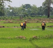 EL Ministerio de Agricultura deberá continuar con programas como ‘Coseche y venda a la
fija’ para impulsar el sector agrícola. Archivo La Opinión