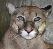 Según Corponor, la especie es parte de la nación. Por lo tanto, es del Estado y de los zoológicos velar por el bienestar y permanencia de las especies. Cortesía