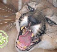 Puma concolor adulto. Ingresó al solar de una vivienda en el barrio Magdalena de Cúcuta, en abril de 2013. Permanece bajo los cuidados de Corponor en el Hogar de Paso para Fauna Silvestre en El Zulia.
 Foto: Archivo La Opinión