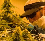 Cuenta con las ertificaciones de Buenas Prácticas Agrícolas, BPA y Buenas Prácticas de Manufactura para la producción y transformación de productos farmacéuticos derivados de cannabis medicinal. Colprensa