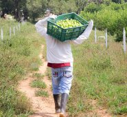 En el salvador, 4.230 hectáreas de cítricos producen 98.000 toneladas al año. Se estima que el país cuenta con 2.820 hectáreas de cítricos en huertos caseros. Archivo