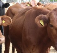 Las 80 reses que el Ejército de Venezuela incautó estaban en el sector El Maporal de ese país, según Juan Miguel Lázaro, presidente de la junta de acción comunal de la vereda Paso de los Ríos. Archivo