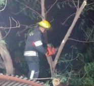 Los fuertes vientos que soplaron durante la noche del lunes produjeron el derrumbamiento de dos árboles que cayeron en igual número de vivienda en los barrios 28 de Febrero y La Hermita.
Cortesía