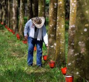 El Fondo Complementario de Garantías es una estrategia que se viene adelantado desde años atrás, donde la Gobernación coloca unos recursos y el Banco Agrario otros. Archivo
