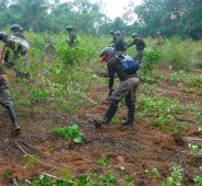 La erradicación de cultivos ilícitos se mantiene en la zona rural de Sardinata, razón por la cual los campesinos siguen con sus protestas. Cortesía
