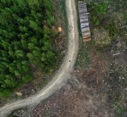 Abetos talados que sufren estrés por la sequía en el bosque cerca de Iserlohn, Alemania occidental, el 28 de abril de 2020. Colprensa.