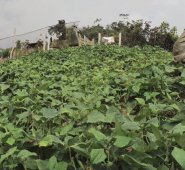 Las hectáreas ingresadas al fondo provienen de terrenos baldíos, baldíos reservados y de predios fiscales patrimoniales. Archivo