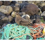 Nidos construidos en basura plástica en Sudamérica. Mongabay Latam