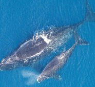 Madre y cría de la ballena franca del Atlántico Norte. Foto: NOAA