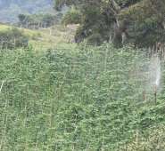 en Cácota la alcaldía impulsa los cultivos de arveja, frijol, habas y maíz entre otros productos. cortesia