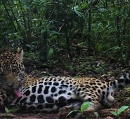 Esta imagen, captada con una cámara trampa en el Parque Nacional Güeppi-Sekime, fue obtenida en el segundo ingreso al campo en el 2019. Foto: WWF Perú.
