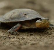 La carranchina es una de las especies de tortugas continentales más amenazadas en América Latina. Foto: Pato Salcedo /WCS