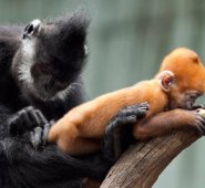 Los expertos pudieron influir sobre hacia qué objetivo miraba con más frecuencia el animal. Colprensa.