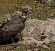 Foto: Rob Wallace/WCS